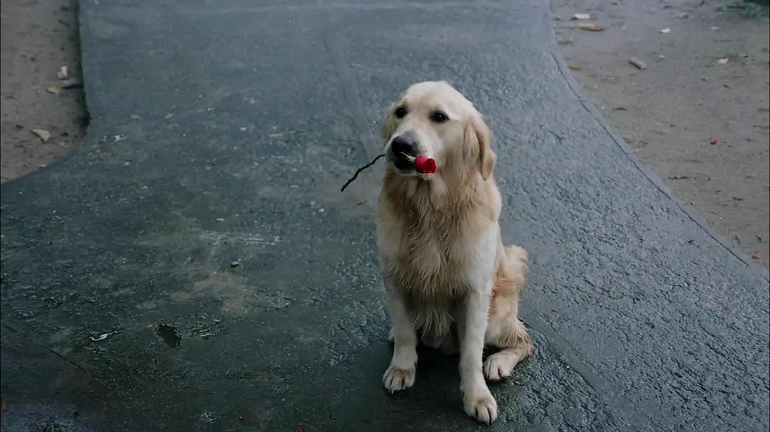 香港喜剧电影周星驰,国产凌凌漆周星驰电影全集