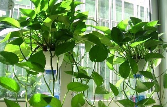 水培富贵竹用凉开水水培绿萝,收到水培绿萝想水培怎么处理