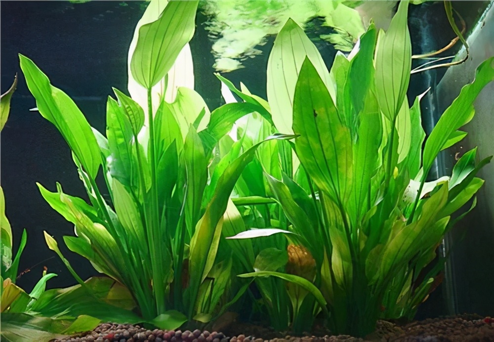 鱼缸养什么水草好养能净化水质,适合新手在鱼缸中养殖的水草