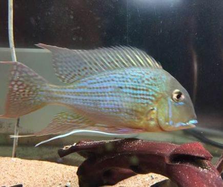 买观赏鱼需要注意什么,买小型观赏鱼要注意什么