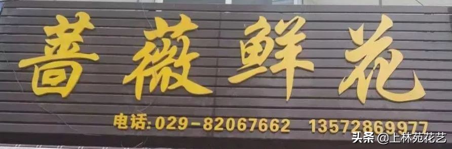 西安新年鲜花批发,西安鲜花店批发进货渠道