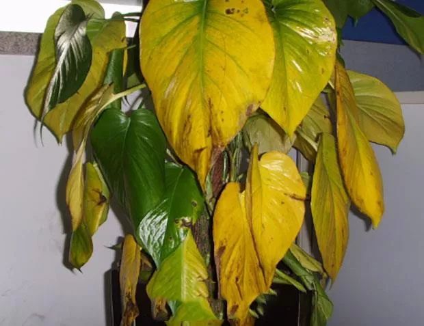 扦插的绿萝为什么黄叶烂根,水培绿萝出现黄叶烂叶问题