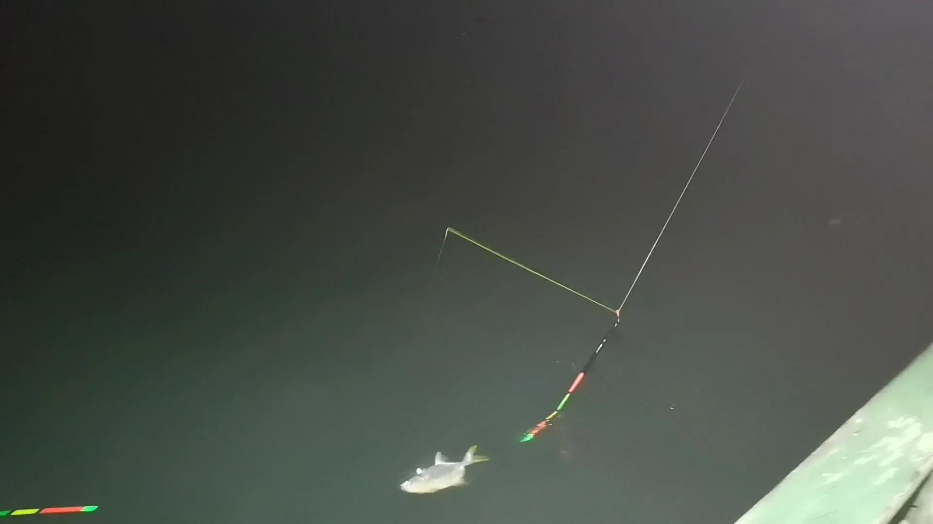 三人出海夜钓，石堆下藏满黄鲷鱼群，每人钓一桶