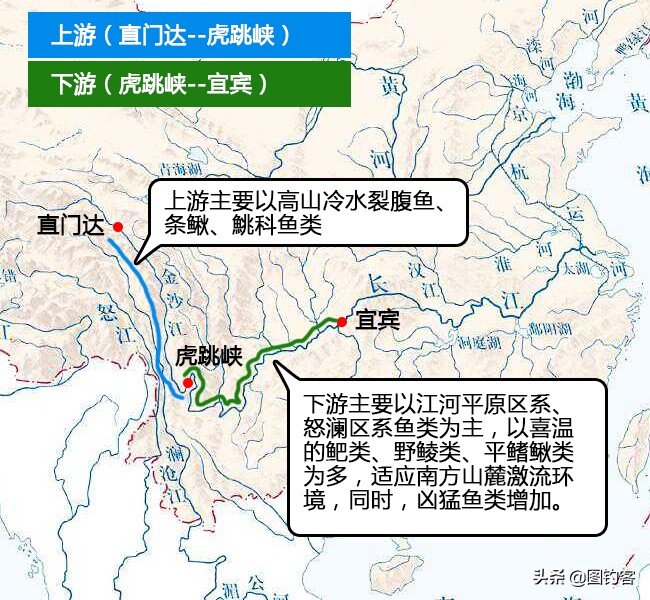 金沙江上游的江鱼有哪些,金沙江上游都有哪些鱼种