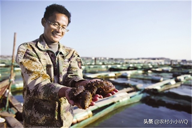 福建吊笼海参养殖技术,海参养殖技术视频全集