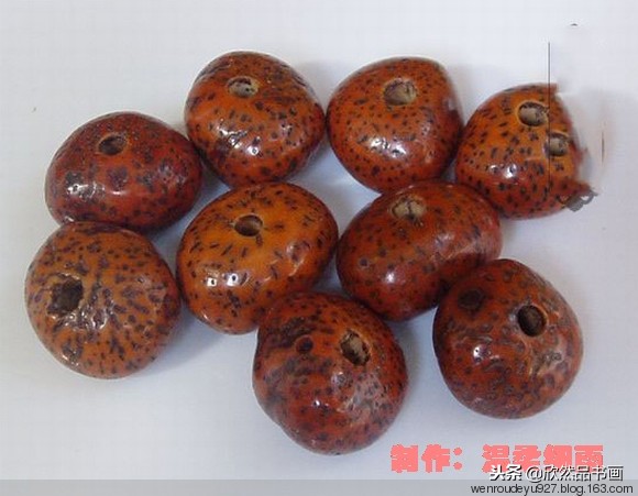 印度菩提子的种类,海南菩提子的种类