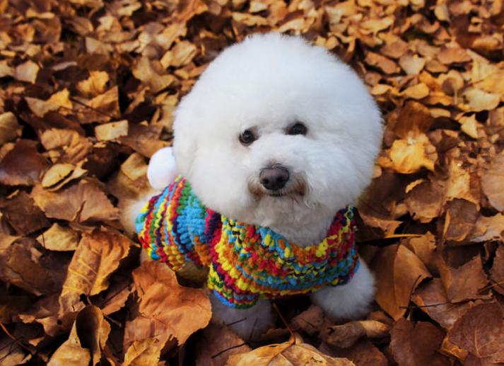 比熊犬有什么好处和坏处,怎么让比熊犬寿命更长