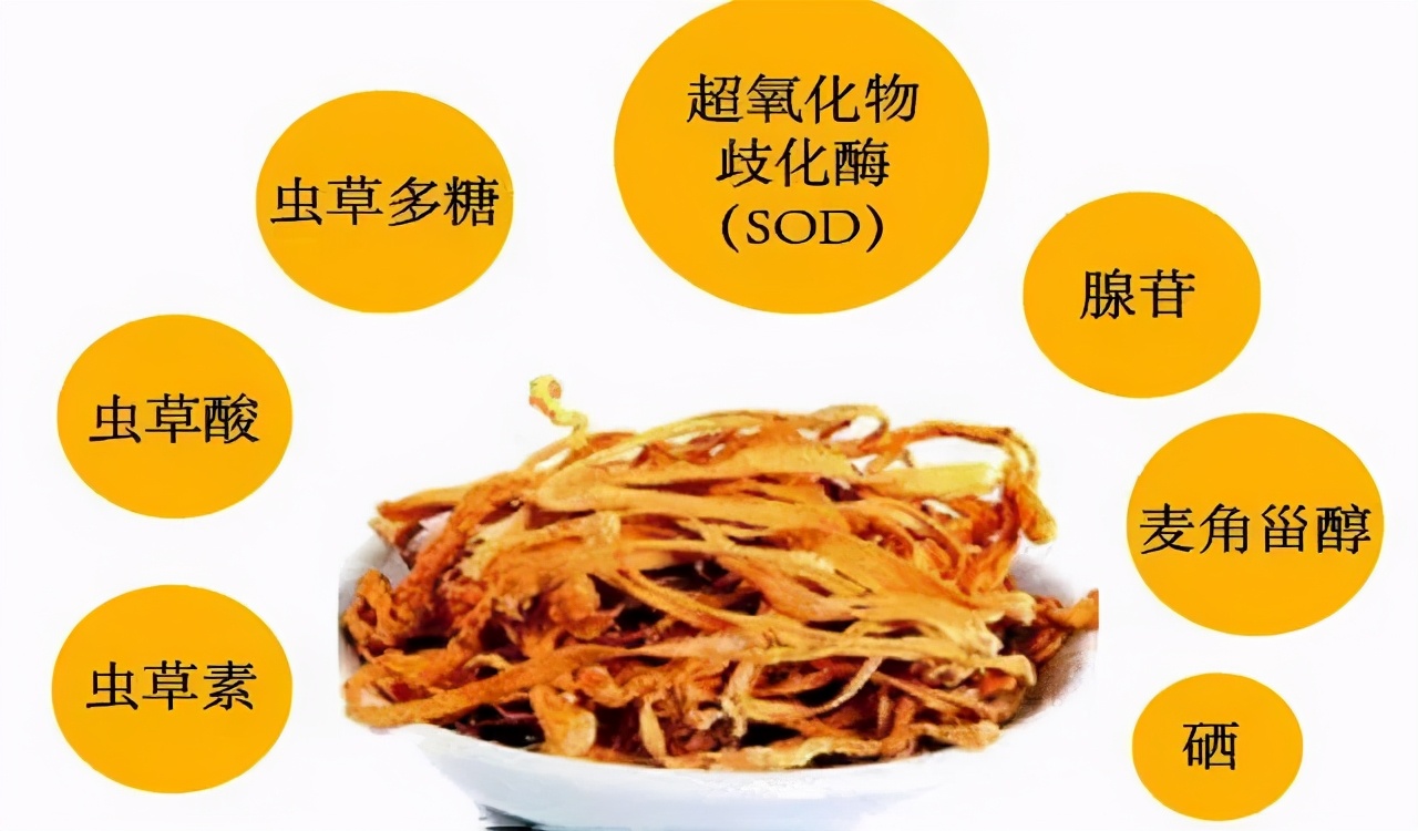 臻选虫草花蛹虫草,蛹虫草和虫草花是一样吗