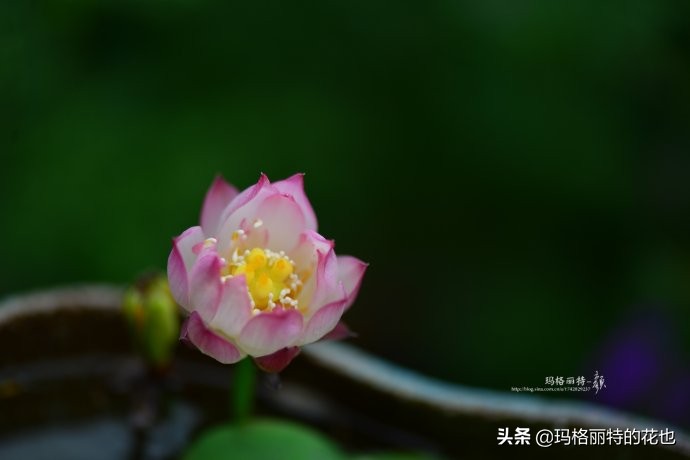 碗莲需要重复种植吗,碗莲种植不容易