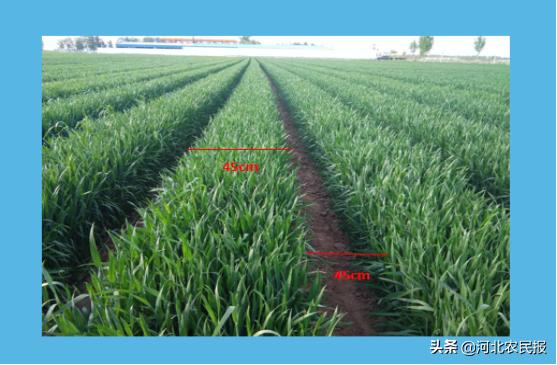 高效农业种植模式：备受农业专业合作社、农机专业户和包地大户青睐，让更多人受益