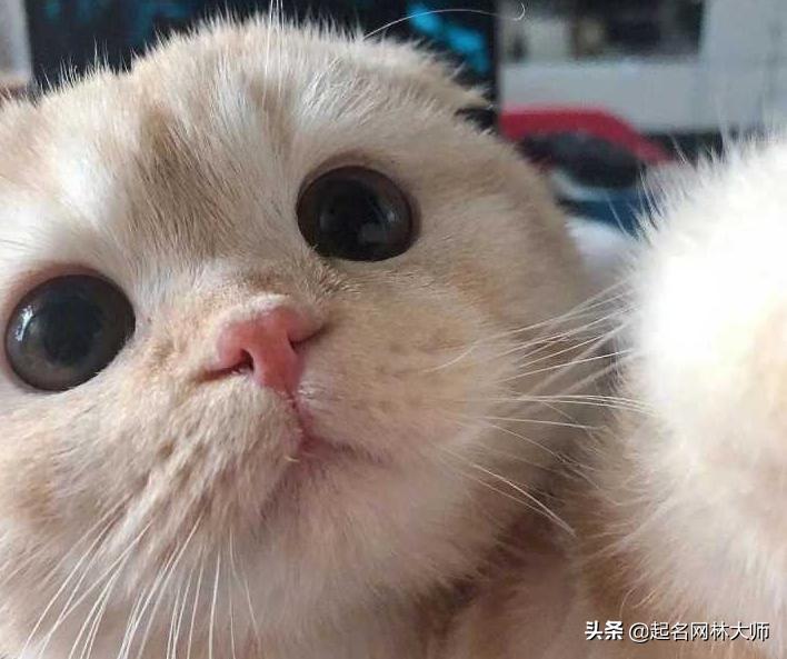 公猫30个超仙气猫咪名字,沙雕霸气的母猫名字