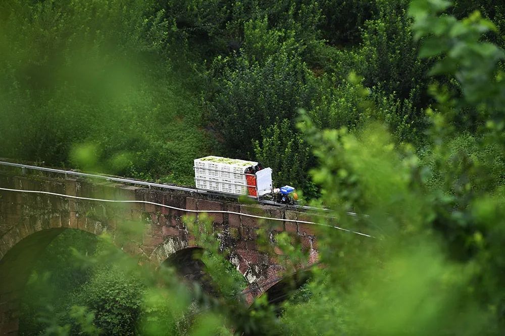 乌牛村来了6个年轻人，打造出一把致富“金钥匙”