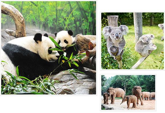 广州长隆亲子旅行,长隆亲子寻游季