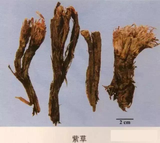 中药材图片大全大图带药名,200多味中药材图谱带图