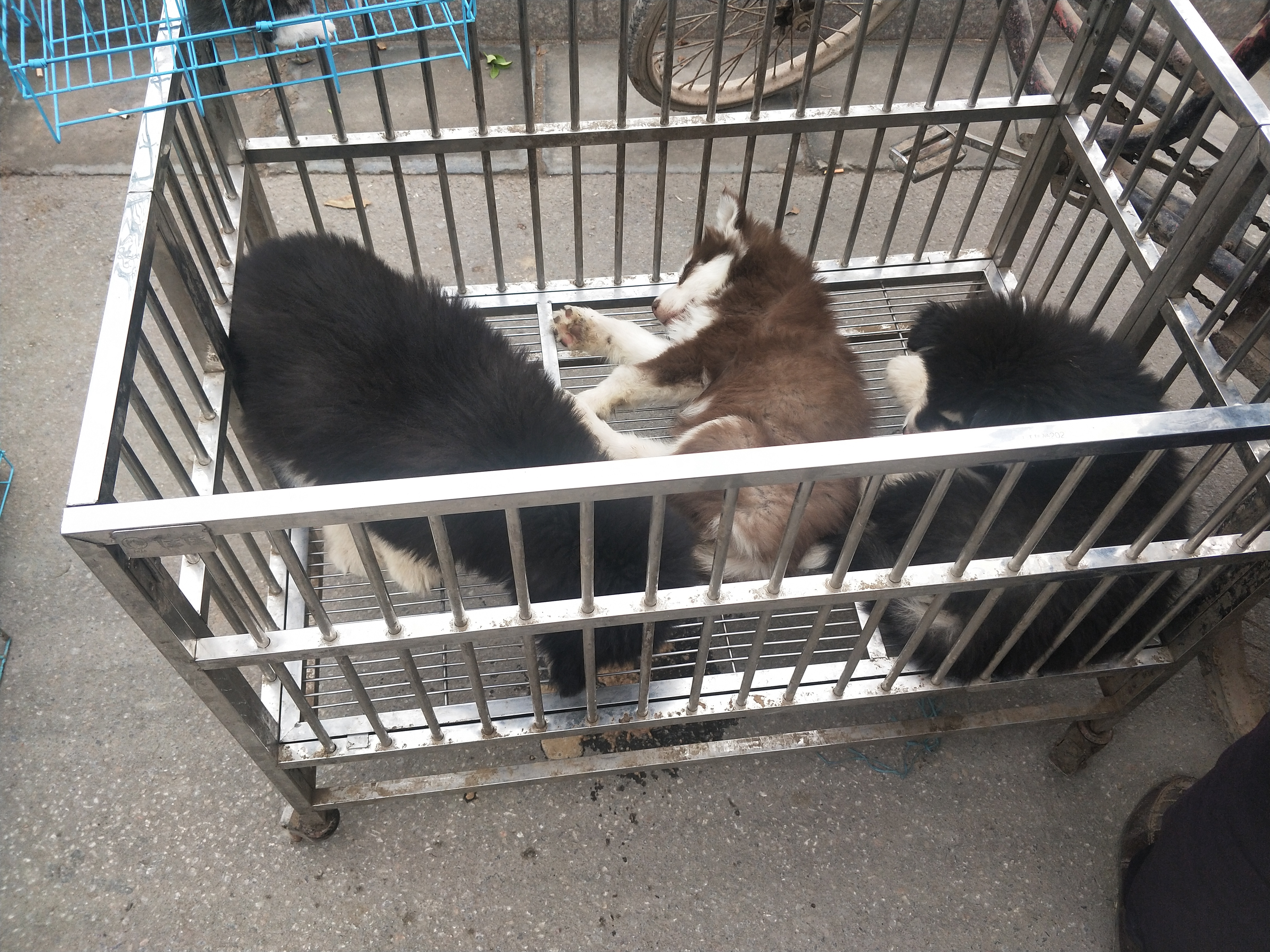 商丘宠物交易市场宠物兔,逛东北宠物交易市场