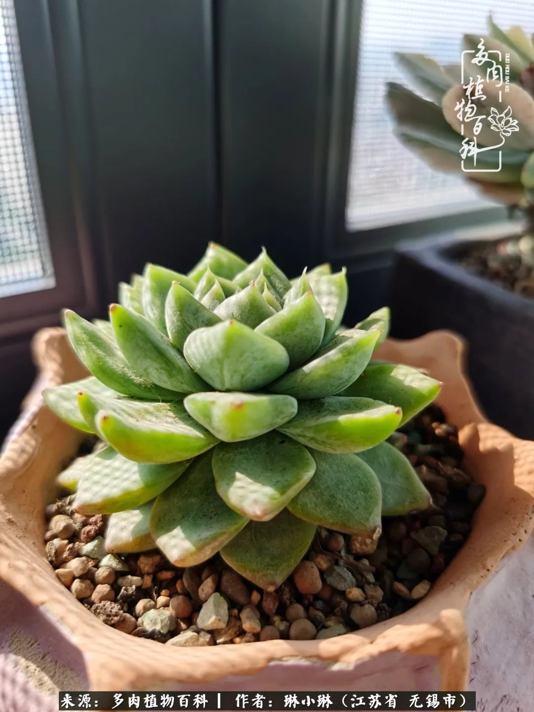 多肉变美是需要时间的,千万别辜负了多肉变美的黄金季节