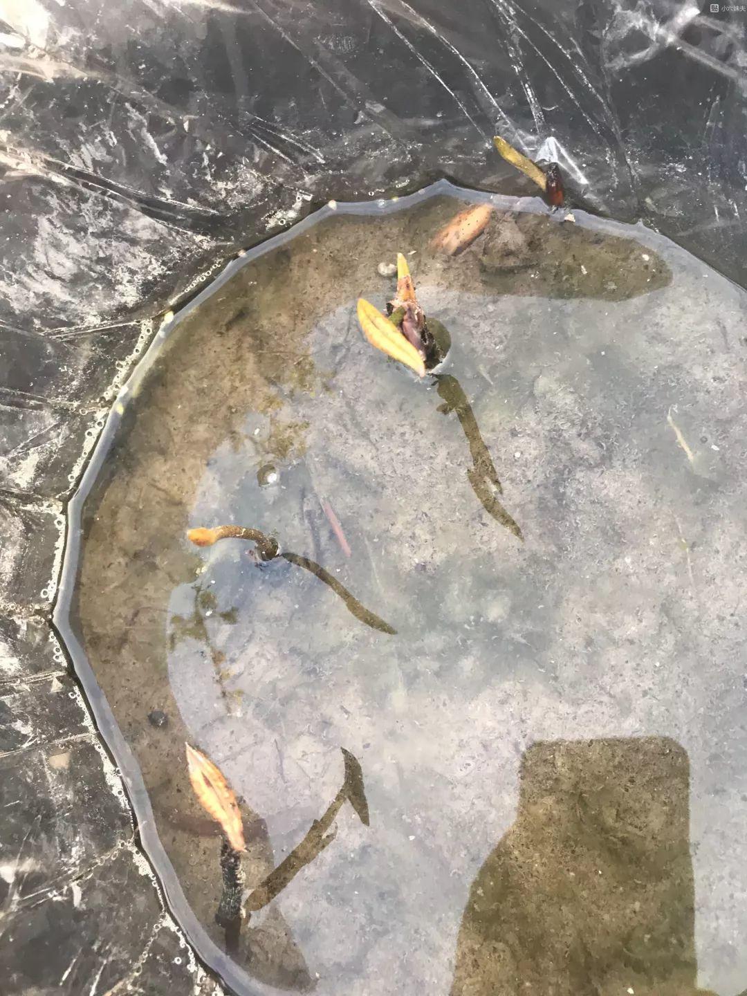 碗莲开花后的种子还可以用吗,碗莲种子种的第一年能开花吗