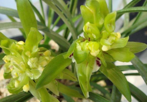 比较贵的兰花品种图片及名称,兰花十大名贵品种有哪些