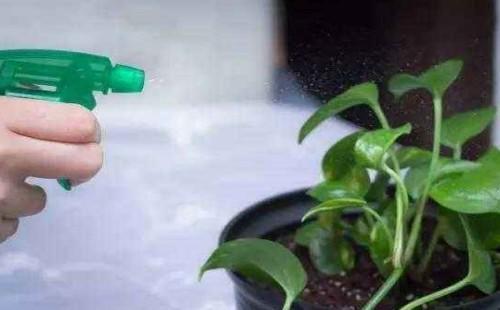 水养绿萝怎么养才能爆盆和爬满墙,水养绿萝的养殖方法和注意事项