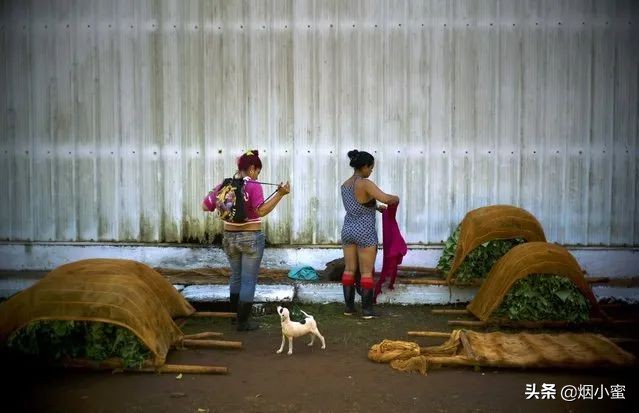 “RCEP”签了！盘点一下成员国的雪茄品牌（下）