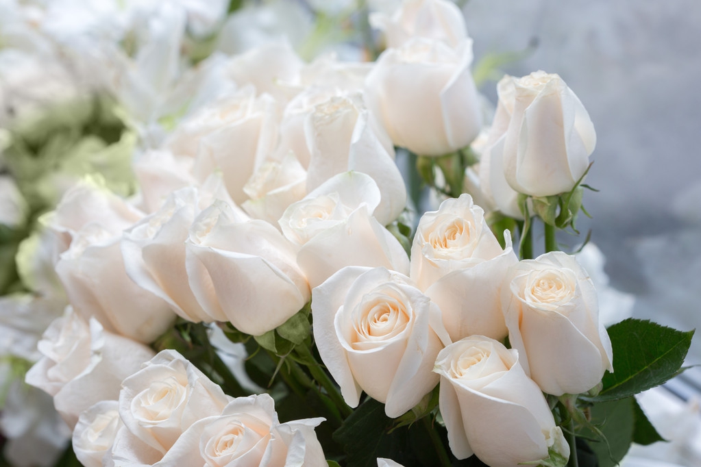 关于玫瑰花的小知识,不可不知的阳光玫瑰种植技术