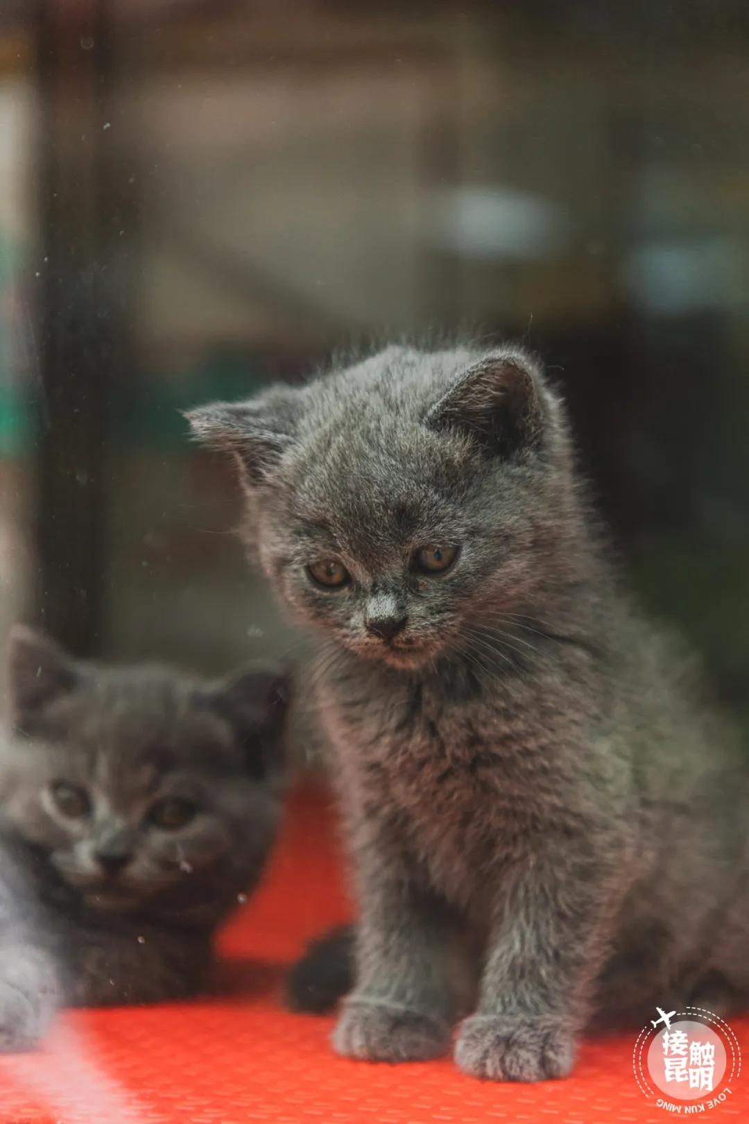 逛逛园博花鸟市场,园博花鸟市场攻略