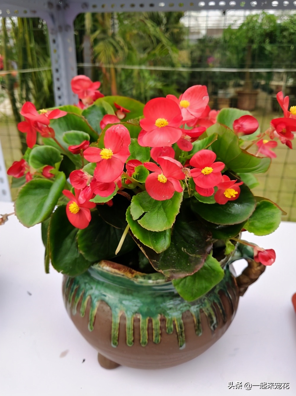 四季海棠开花后的修剪方法图解,四季海棠花开花时候可以扦插吗