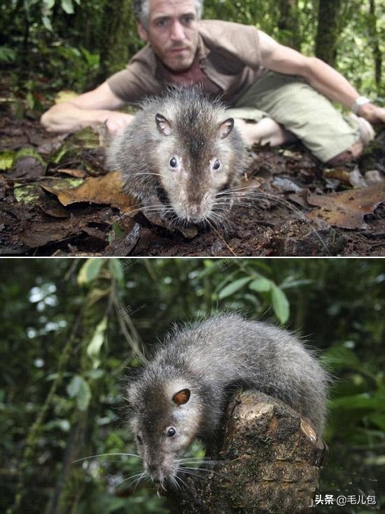 世界上最大的动物长什么样,所有动物最大的样子有多大