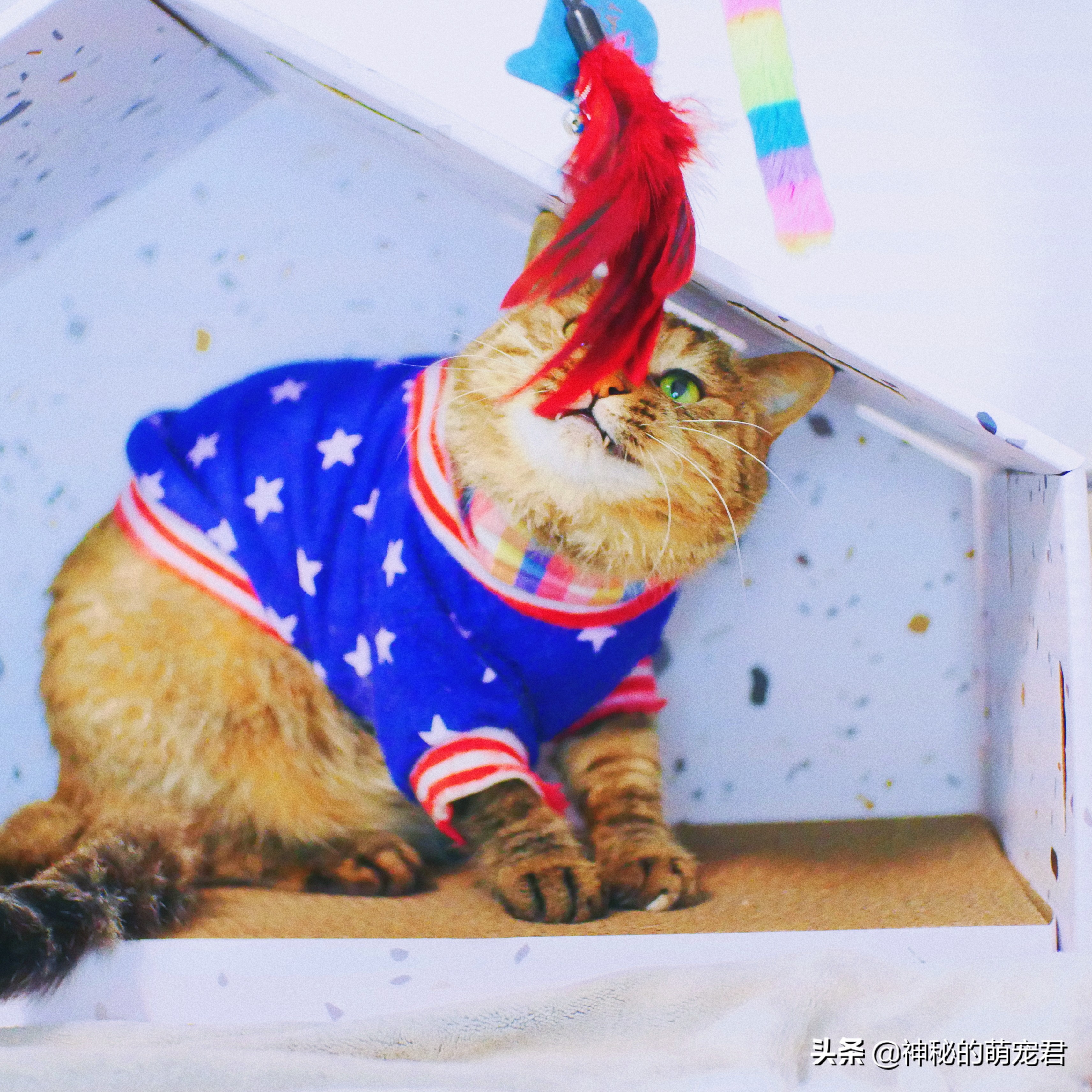 什么逗猫棒猫咪会玩,怎么做猫咪玩的逗猫棒