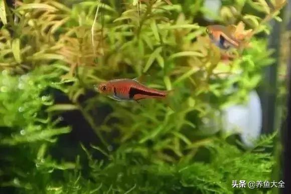 养鱼大神都养什么鱼,鱼缸养鱼都有哪些鱼