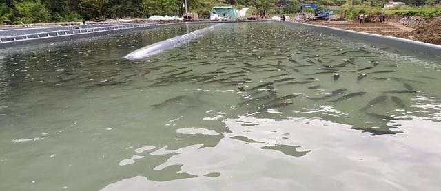 新型养鱼致富模式,养殖跑道养鱼养出新模式