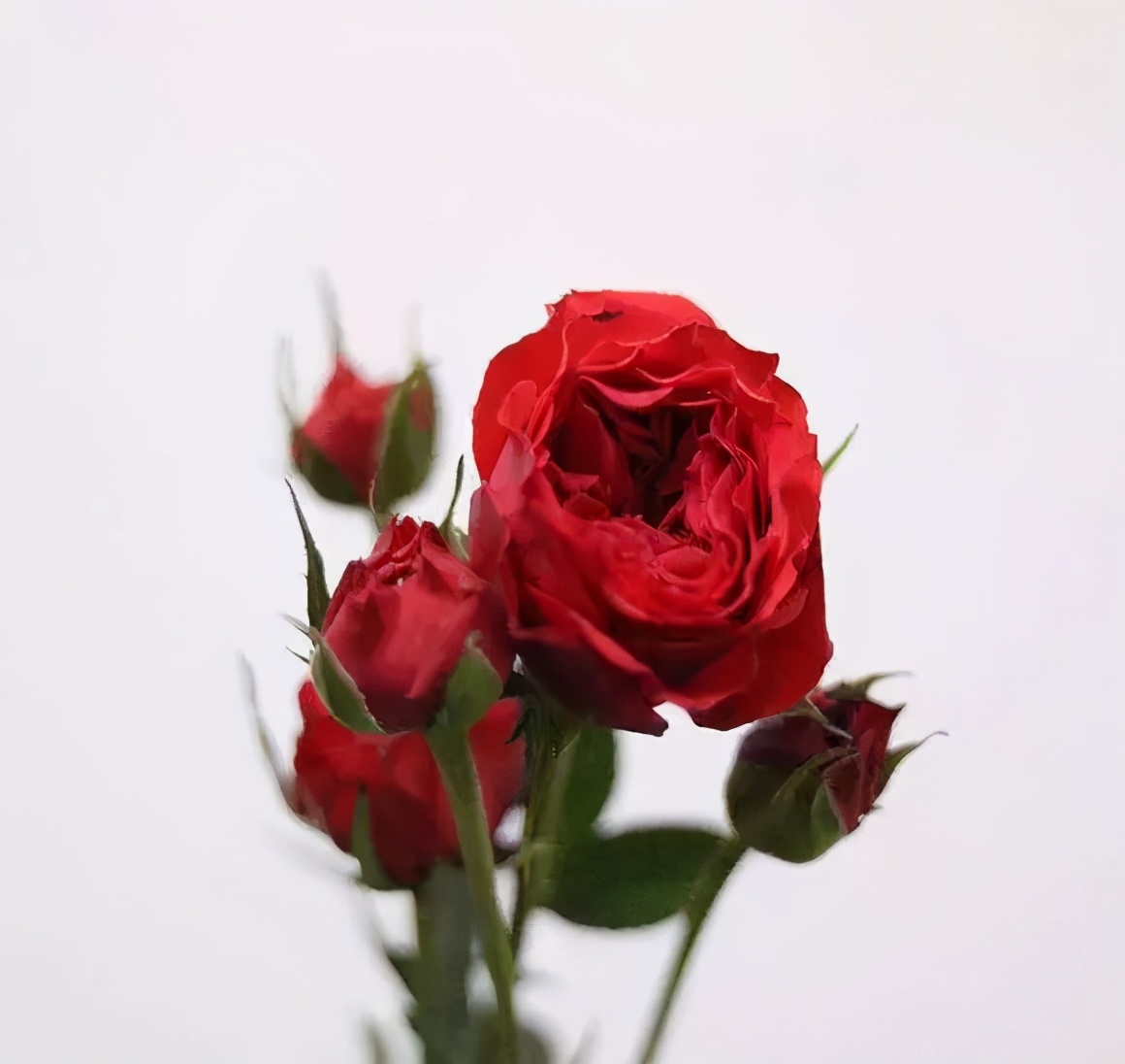 花店必备的5款玫瑰,花店常用的10款玫瑰花是哪些品种