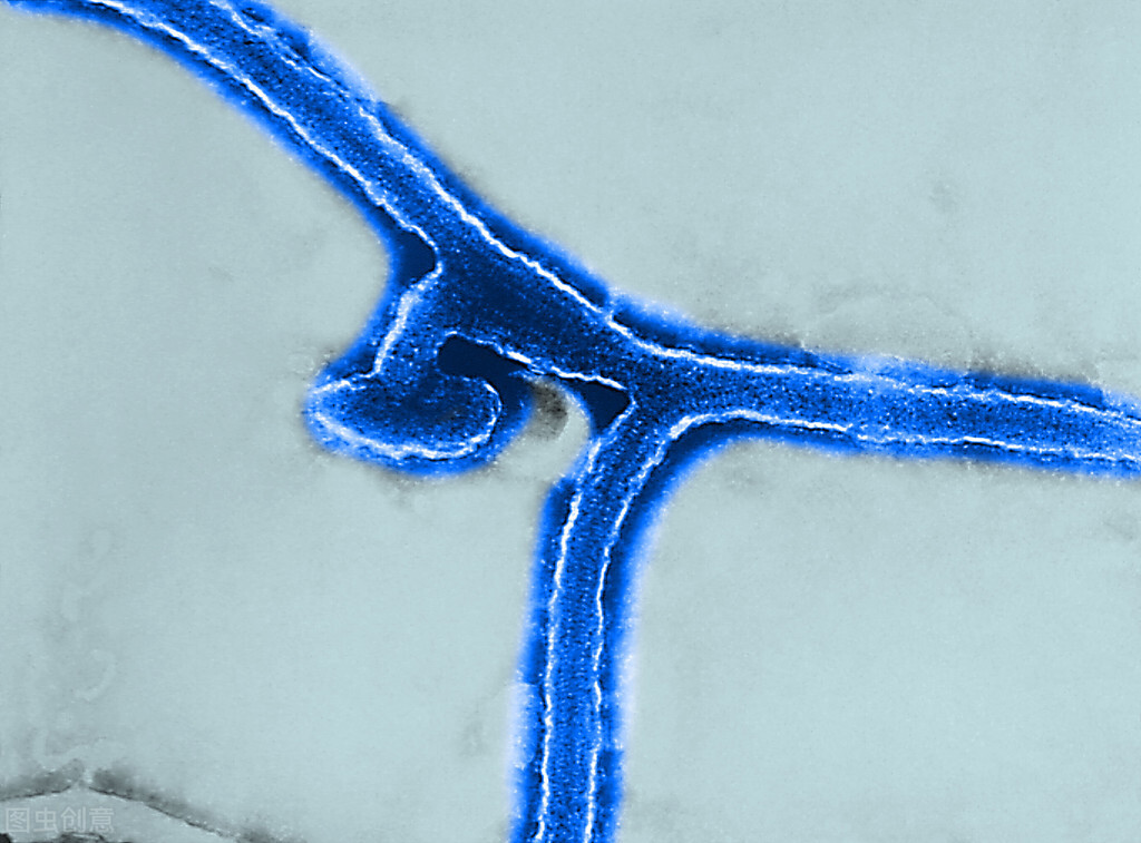 埃博拉病毒vs马尔堡病毒,马尔堡病毒和埃博拉谁更强