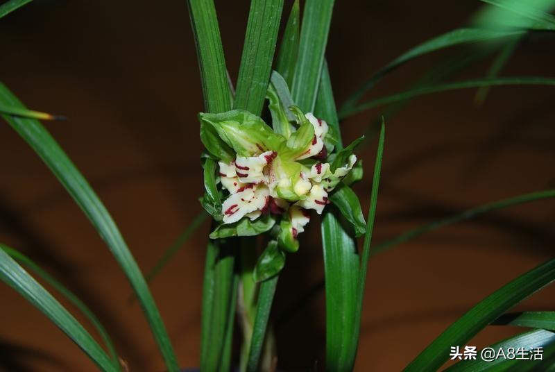 中国兰花名品录,春兰兰花名品大全