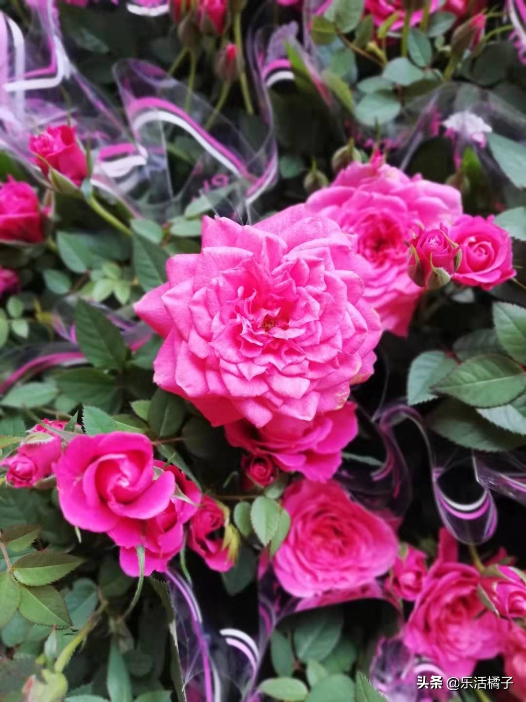 一年四季最能开花又浓香的月季,春季玫瑰花月季的养护方法