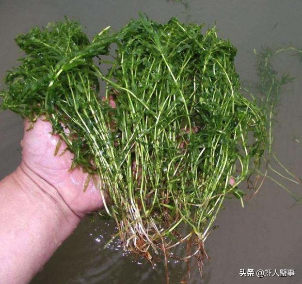 20亩池塘河蟹和草鱼混养利润多少,池塘养河蟹的收益