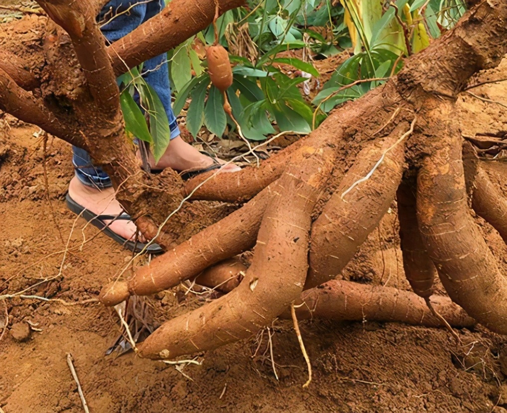 全株含毒的木薯，却被称为“淀粉之王”，养活全球6亿人