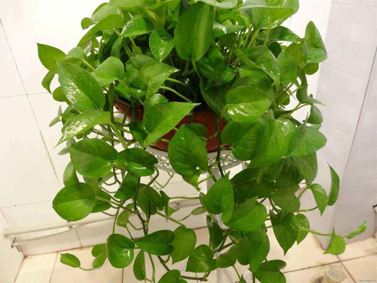 绿萝养着变黄是怎么回事,绿萝养着养着就黄了是什么原因