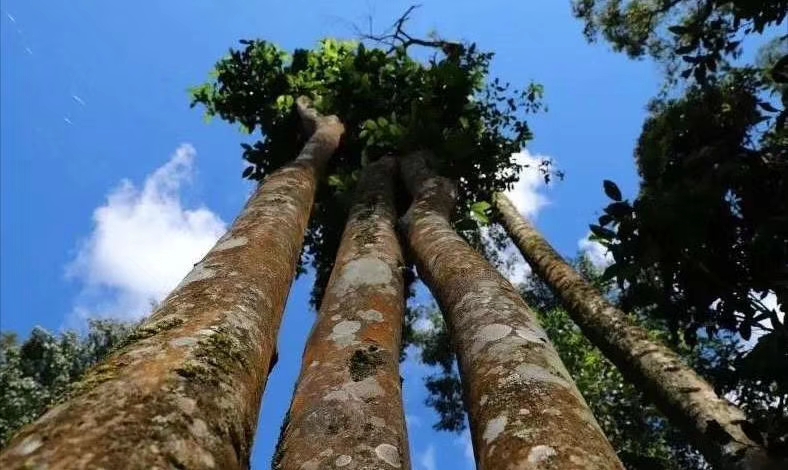 2021年普洱茶最火的山头古树茶,云南各大山古树茶价格表