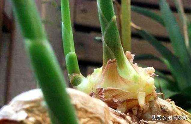 姜皮怎么发绿芽,姜去皮在水里还能发芽吗
