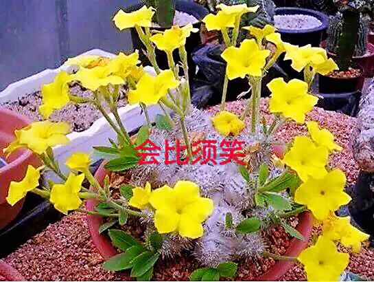 好看好养的多肉类植物,多肉类植物好看