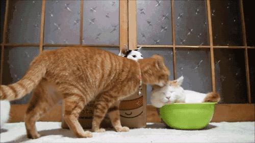 猫咪为啥挠痒受伤,猫咪为啥老是挠嘴巴