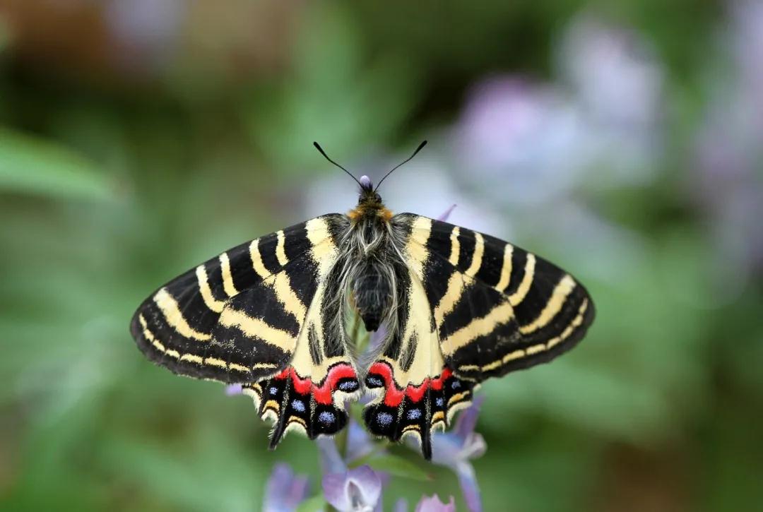 中国的植物多样性保护,全国林草生物多样性保护成就展