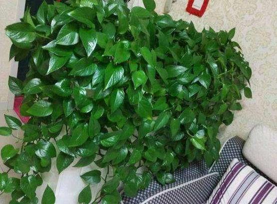 绿萝怎么养成叶片大,绿萝如何让叶片油绿发亮