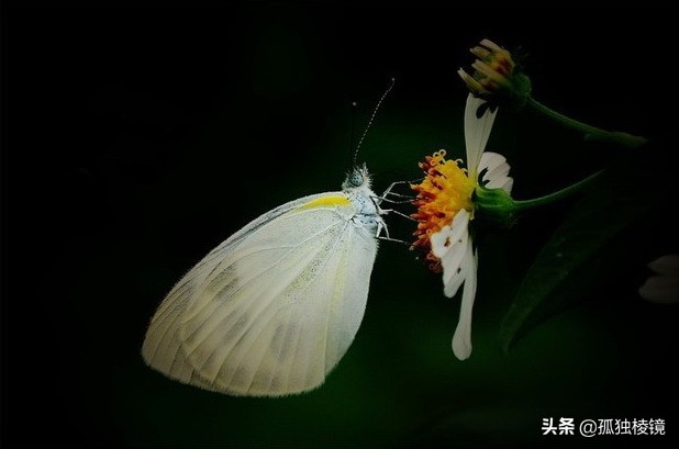 尼康入门款单反镜头推荐,尼康入门级单反镜头推荐