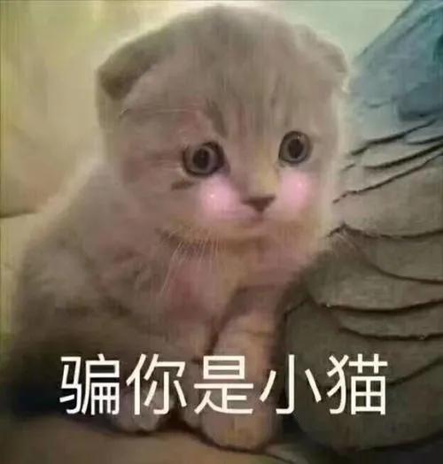 小狗用英语怎么说啊,小狗用江苏话怎么说