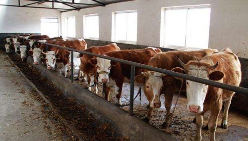 肉牛消化能和代谢能的关系,肉牛生长阶段的营养需求