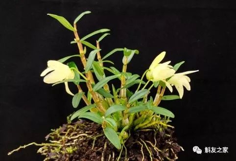 石斛兰烂根全部腐烂怎么办,石斛兰花烂根要怎么挽救