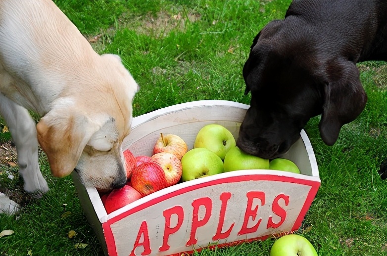 狗狗最不能吃的三种水果,狗狗哪些水果是不能吃的