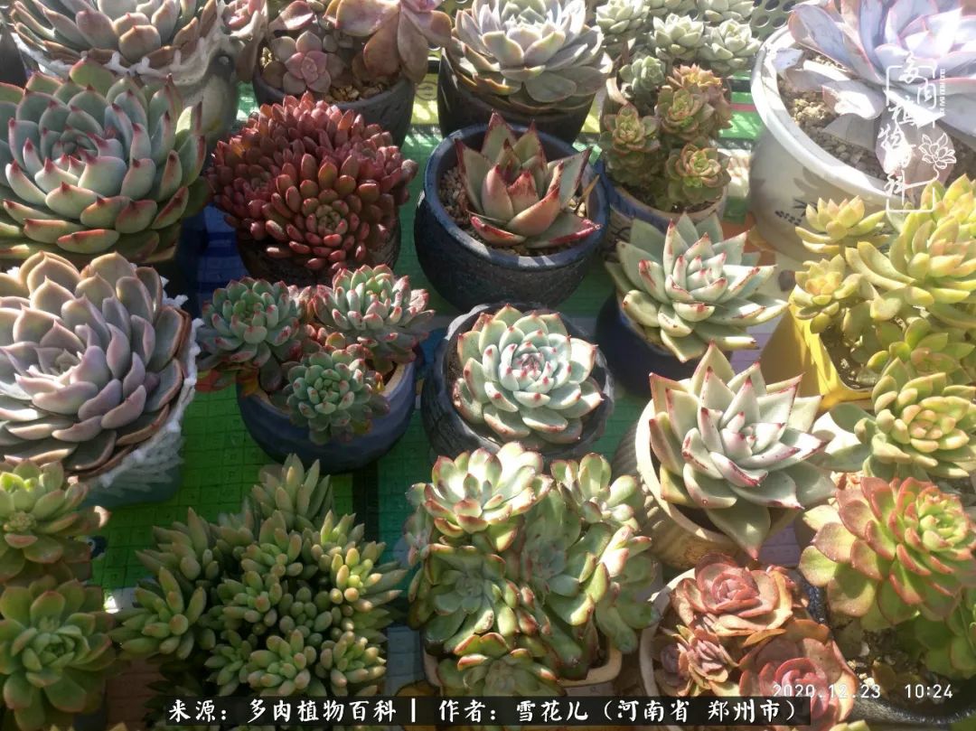 我的多肉乐园,多肉三寸阳台效果图